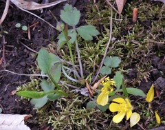 Ranunculus hispidus hispidus