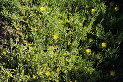 Malephora luteola
