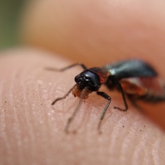 Cyrtosus cyanipennis