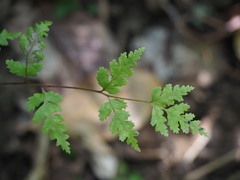 Pteris saxatilis