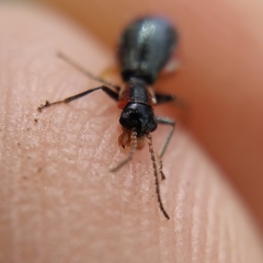 Cyrtosus cyanipennis