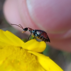 Cyrtosus cyanipennis