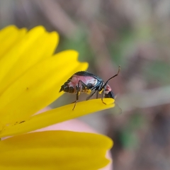 Cyrtosus cyanipennis