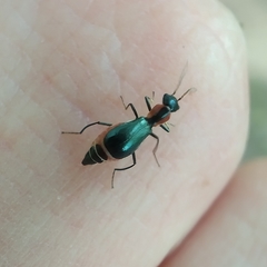 Cyrtosus cyanipennis