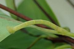 Pelagodes antiquadraria