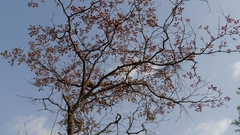 Terminalia bellirica