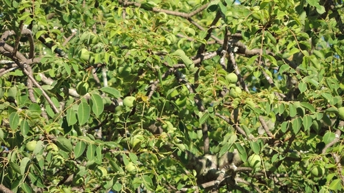 Sclerocarya birrea subsp. caffra image