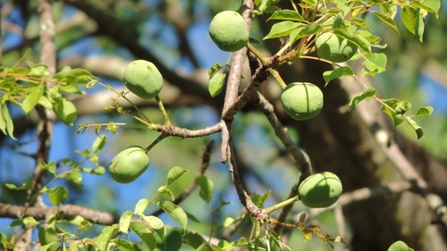 marula | Native Nature