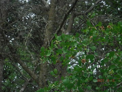 Crataegus flava