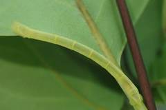 Pelagodes antiquadraria