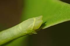 Pelagodes antiquadraria