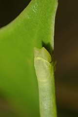 Pelagodes antiquadraria