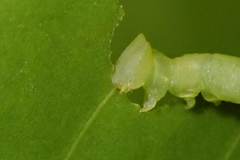 Pelagodes antiquadraria