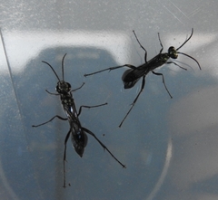 Chalybion zimmermanni