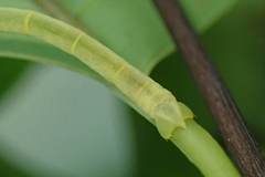 Pelagodes antiquadraria