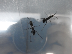 Chalybion zimmermanni