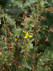 Genista pilosa