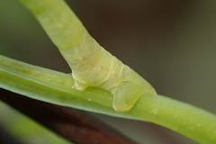 Pelagodes antiquadraria