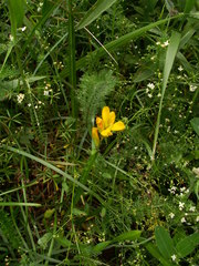 Genista sagittalis