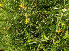 Genista sagittalis