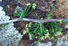 Asparagus burchellii