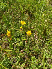 Genista sagittalis