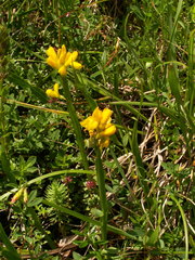 Genista sagittalis