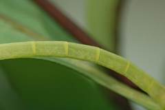 Pelagodes antiquadraria