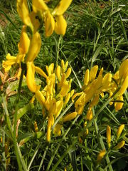 Genista tinctoria