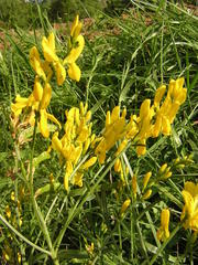 Genista tinctoria