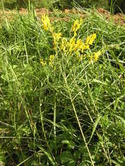 Genista tinctoria