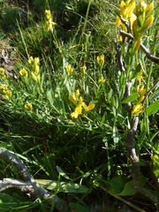 Genista tinctoria