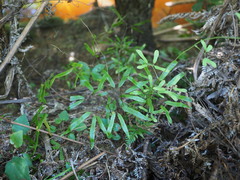 Lygodium articulatum