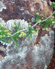 Asparagus burchellii