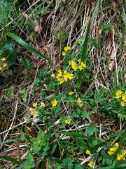 Hippocrepis comosa