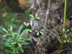 Lygodium articulatum