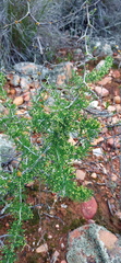 Asparagus burchellii