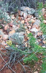 Asparagus burchellii