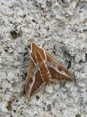 Hyles tithymali gecki