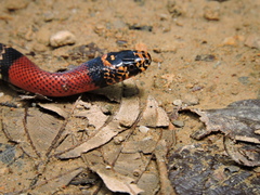 Lampropeltis micropholis
