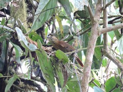 Anabacerthia variegaticeps