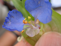 Commelina eckloniana