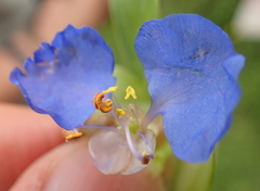 Commelina eckloniana