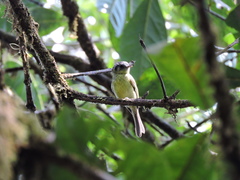 Pogonotriccus ophthalmicus