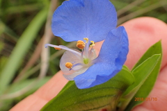 Commelina eckloniana