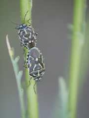 Eurydema lundbladi