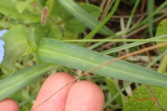Commelina eckloniana