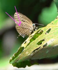 Arhopala eumolphus