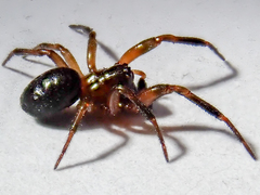 Enoplognatha thoracica