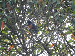 Diglossa gloriosissima